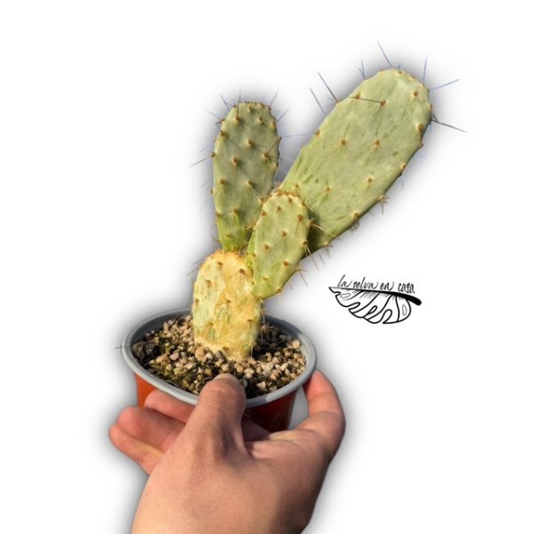 Opuntia variegata