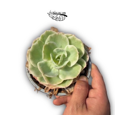 Echeveria ‘Lemon Rose’