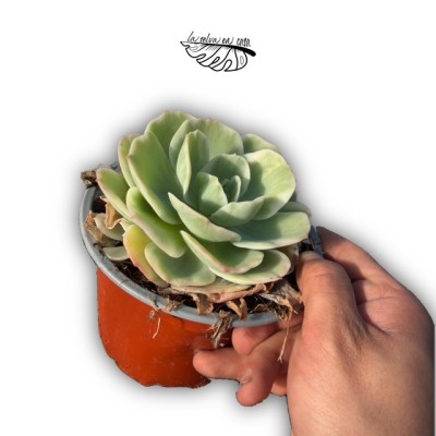 Echeveria ‘Lemon Rose’ 2