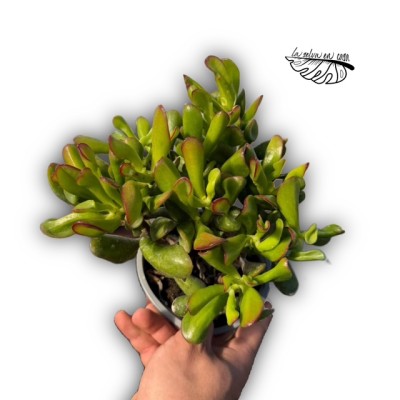 Crassula ovata ‘Hobbit’