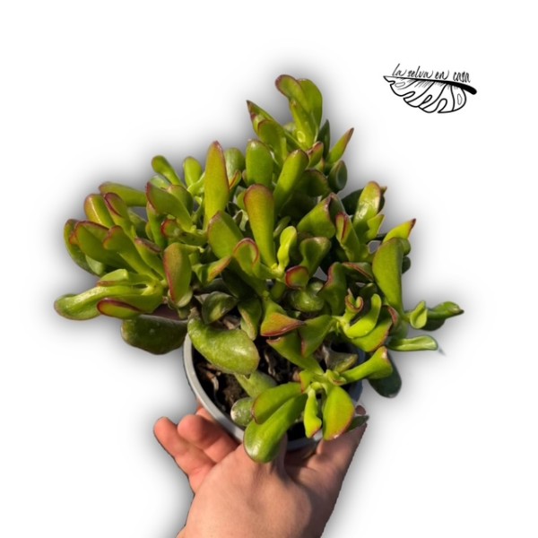 Crassula ovata ‘Hobbit’