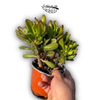 Crassula ovata ‘Hobbit’ 2