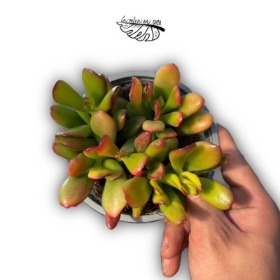 Crassula ovata ‘Gollum’