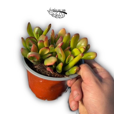 Crassula ovata ‘Gollum’ 2