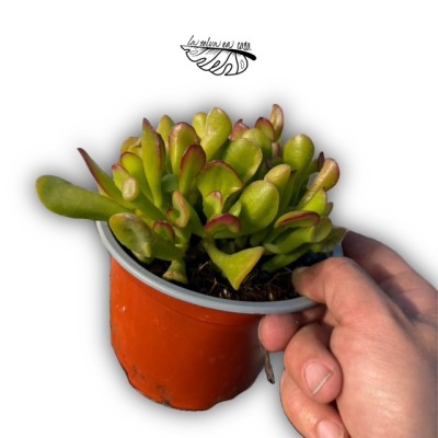Crassula ovata