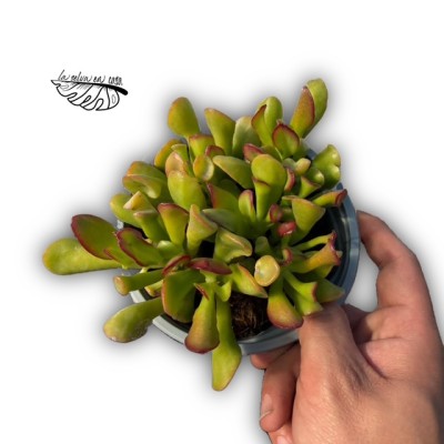 Crassula ovata 2