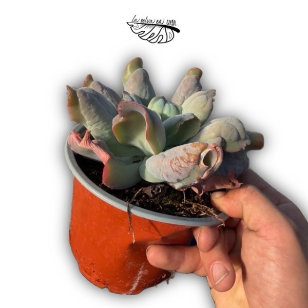 Echeveria ‘Culibra’