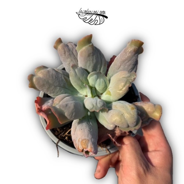 Echeveria ‘Culibra’