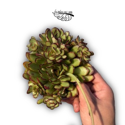 Echeveria pulidonis híbrido