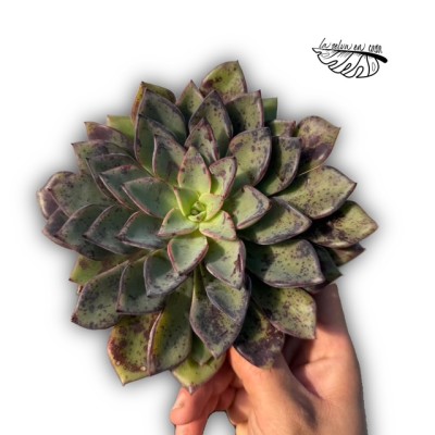Echeveria ‘Riga’