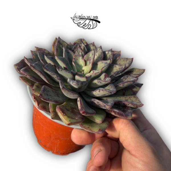 Echeveria ‘Riga’
