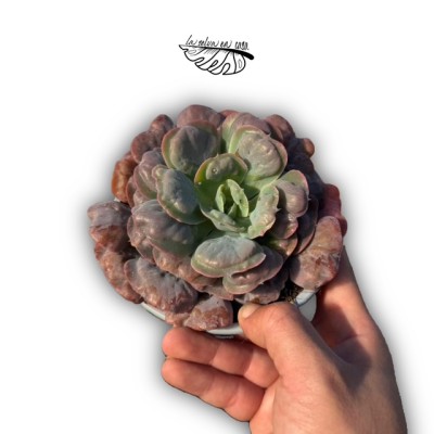 Echeveria Raindrops