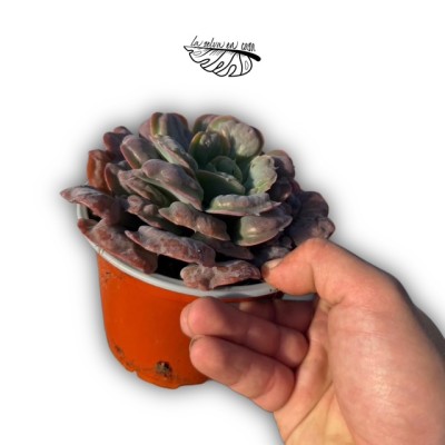 Echeveria Raindrops 2