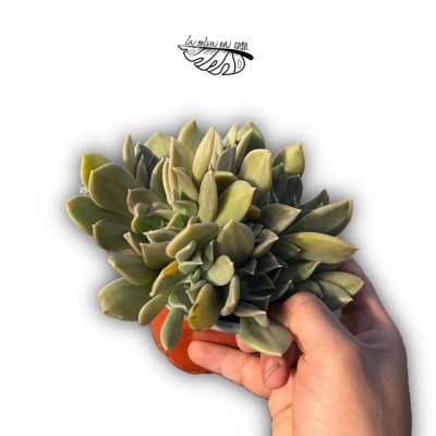Echeveria ‘Marabu’ 2
