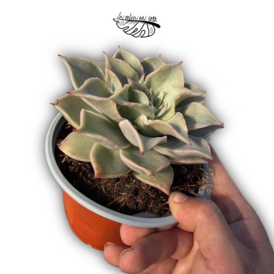 Echeveria ‘Madiba’