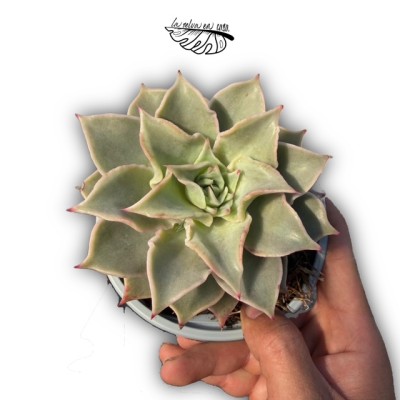 Echeveria ‘Madiba’ 2