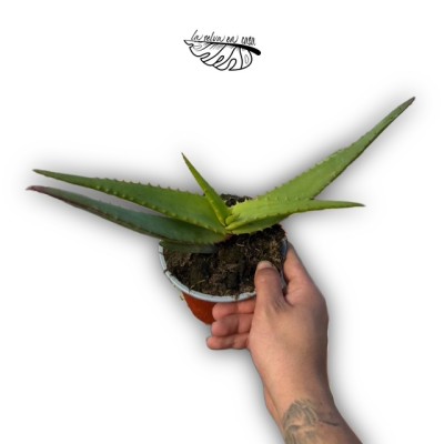 Aloe rupestris