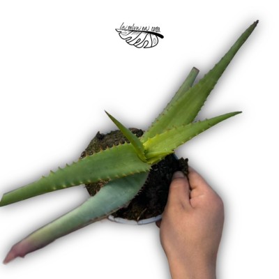 Aloe rupestris 2