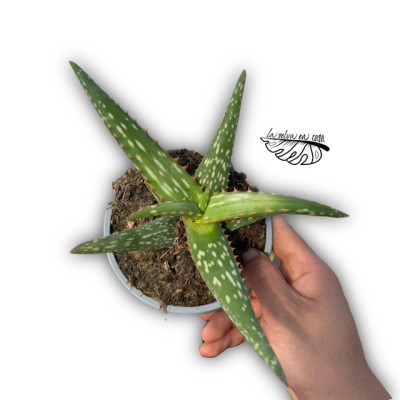 Aloe camperi
