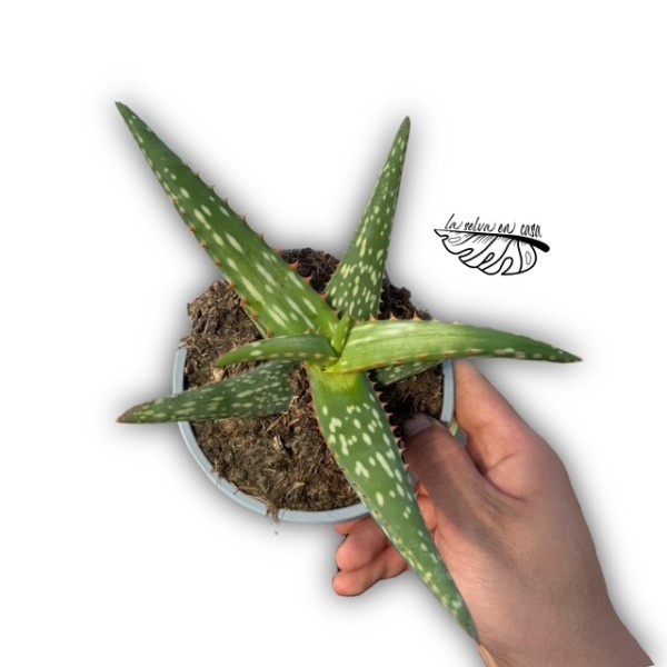 Aloe camperi