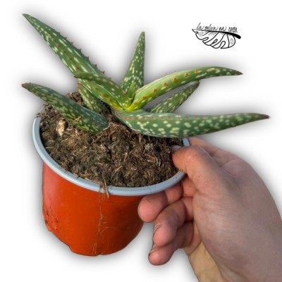 Aloe camperi 2