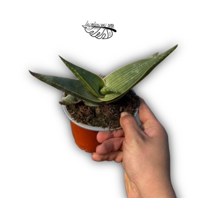 Aloe karasbergensis