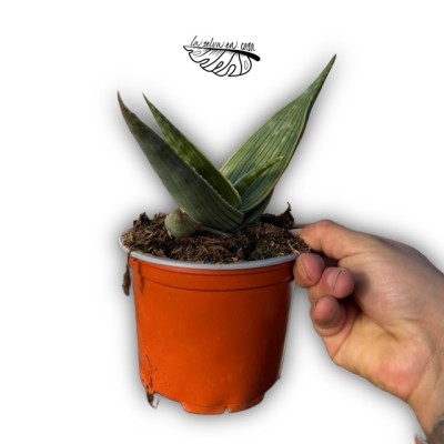 Aloe karasbergensis 2