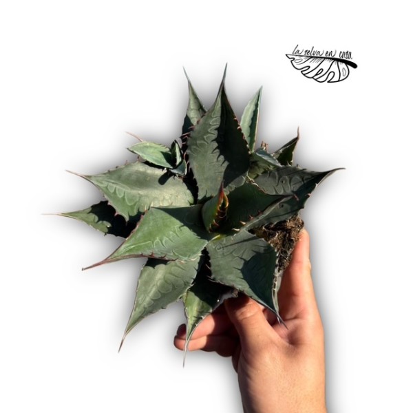 Agave parrasana LARGE