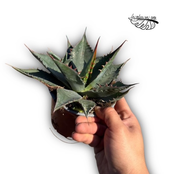 Agave parrasana LARGE