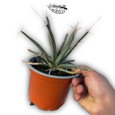 Leuchtenbergia principis