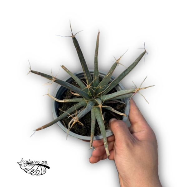 Leuchtenbergia principis