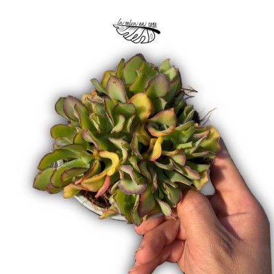 Crassula arborescens ‘Blue Hale’