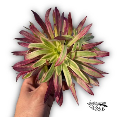 Aeonium ‘Firecracker’