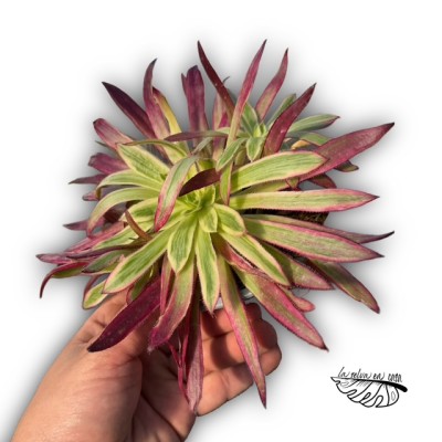Aeonium ‘Firecracker’ 2