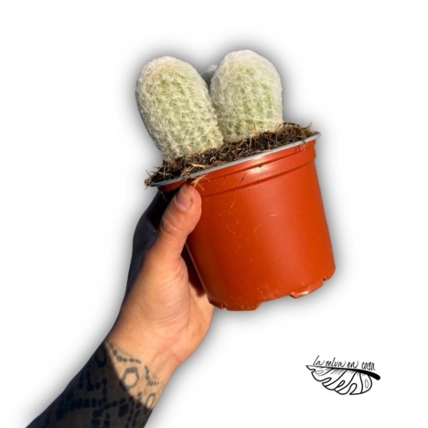 Espostoa melanostele