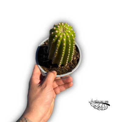 Trichocereus ‘Ingrid’ × grandiflorus