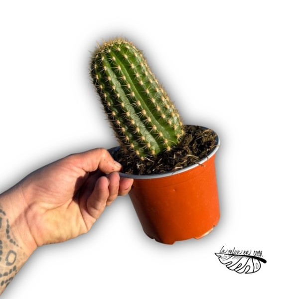 Trichocereus ‘Ingrid’ × grandiflorus