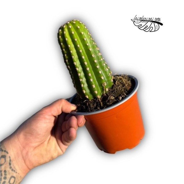 Trichocereus ‘Ingrid’ × grandiflorus