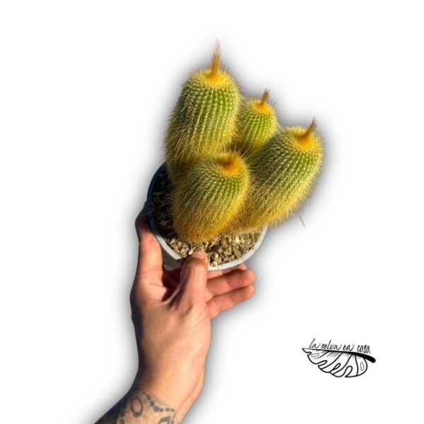 Parodia leninghausii