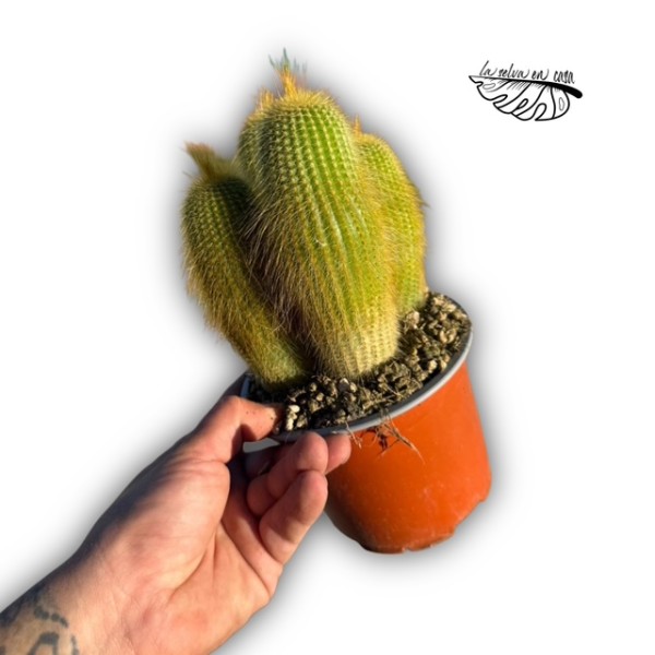 Parodia leninghausii