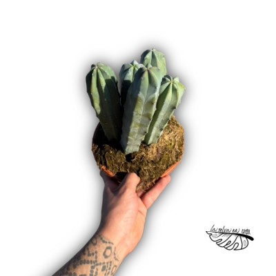 Myrtillocactus geometrizans
