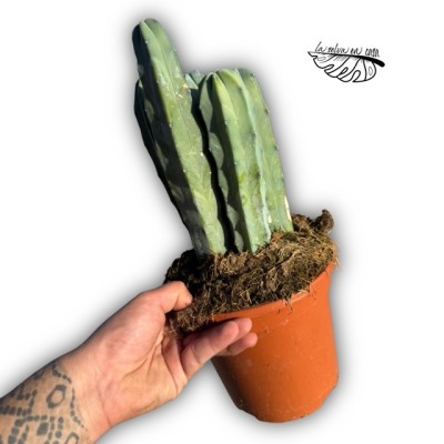 Myrtillocactus geometrizans 2