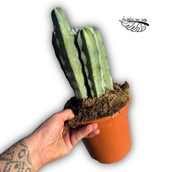 Myrtillocactus geometrizans