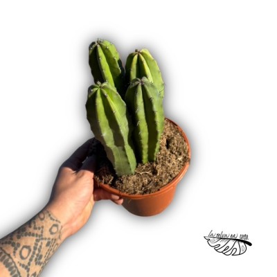 Myrtillocactus geometrizans