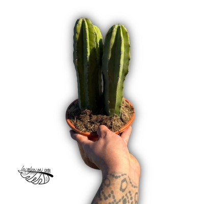 Myrtillocactus geometrizans 2
