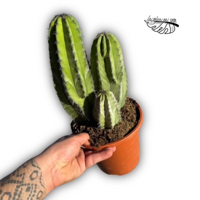 Polaskia chichipe