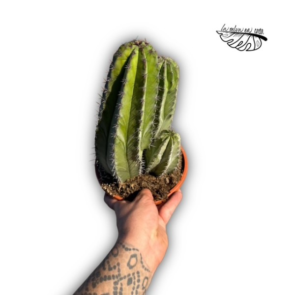 Polaskia chichipe