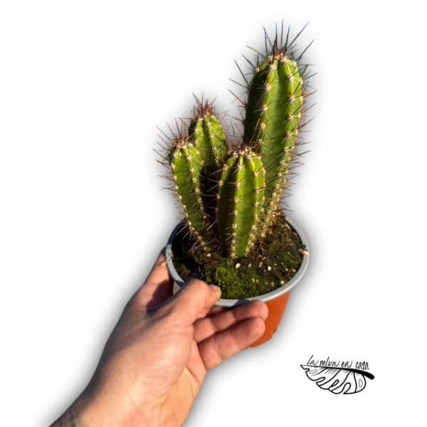Stetsonia coryne