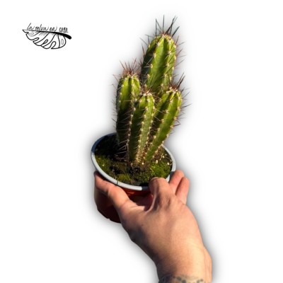 Stetsonia coryne 2