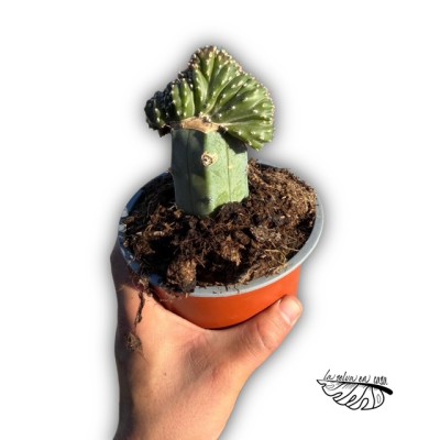 Cereus marginatus crestado